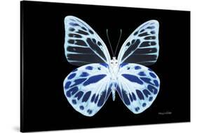 Miss Butterfly Prioneris - X-Ray Black Edition-Philippe Hugonnard-Stretched Canvas