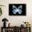 Miss Butterfly Prioneris - X-Ray Black Edition-Philippe Hugonnard-Framed Photographic Print displayed on a wall