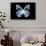 Miss Butterfly Prioneris - X-Ray Black Edition-Philippe Hugonnard-Framed Photographic Print displayed on a wall