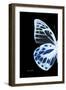 Miss Butterfly Prioneris - X-Ray Left Black Edition-Philippe Hugonnard-Framed Photographic Print