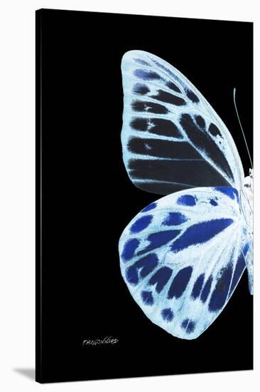 Miss Butterfly Prioneris - X-Ray Left Black Edition-Philippe Hugonnard-Stretched Canvas