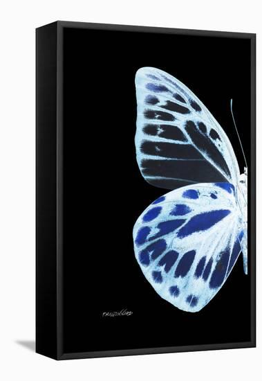 Miss Butterfly Prioneris - X-Ray Left Black Edition-Philippe Hugonnard-Framed Stretched Canvas