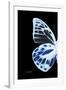 Miss Butterfly Prioneris - X-Ray Left Black Edition-Philippe Hugonnard-Framed Photographic Print