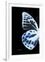 Miss Butterfly Prioneris - X-Ray Left Black Edition-Philippe Hugonnard-Framed Premium Photographic Print