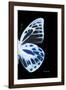 Miss Butterfly Prioneris - X-Ray Right Black Edition-Philippe Hugonnard-Framed Photographic Print