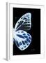 Miss Butterfly Prioneris - X-Ray Right Black Edition-Philippe Hugonnard-Framed Photographic Print