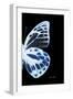 Miss Butterfly Prioneris - X-Ray Right Black Edition-Philippe Hugonnard-Framed Photographic Print