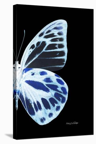 Miss Butterfly Prioneris - X-Ray Right Black Edition-Philippe Hugonnard-Stretched Canvas