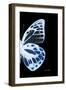 Miss Butterfly Prioneris - X-Ray Right Black Edition-Philippe Hugonnard-Framed Photographic Print