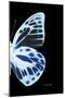 Miss Butterfly Prioneris - X-Ray Right Black Edition-Philippe Hugonnard-Mounted Photographic Print
