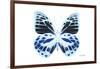 Miss Butterfly Prioneris - X-Ray White Edition-Philippe Hugonnard-Framed Photographic Print