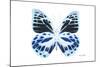 Miss Butterfly Prioneris - X-Ray White Edition-Philippe Hugonnard-Mounted Photographic Print