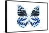 Miss Butterfly Prioneris - X-Ray White Edition-Philippe Hugonnard-Framed Stretched Canvas