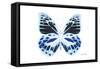 Miss Butterfly Prioneris - X-Ray White Edition-Philippe Hugonnard-Framed Stretched Canvas