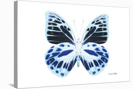 Miss Butterfly Prioneris - X-Ray White Edition-Philippe Hugonnard-Stretched Canvas