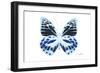 Miss Butterfly Prioneris - X-Ray White Edition-Philippe Hugonnard-Framed Photographic Print