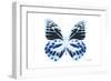 Miss Butterfly Prioneris - X-Ray White Edition-Philippe Hugonnard-Framed Photographic Print