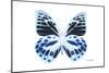 Miss Butterfly Prioneris - X-Ray White Edition-Philippe Hugonnard-Mounted Photographic Print