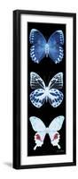 Miss Butterfly X-Ray Black Pano II-Philippe Hugonnard-Framed Premium Photographic Print