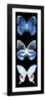 Miss Butterfly X-Ray Black Pano II-Philippe Hugonnard-Framed Photographic Print