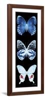 Miss Butterfly X-Ray Black Pano II-Philippe Hugonnard-Framed Photographic Print