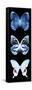 Miss Butterfly X-Ray Black Pano II-Philippe Hugonnard-Framed Stretched Canvas