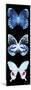 Miss Butterfly X-Ray Black Pano II-Philippe Hugonnard-Mounted Photographic Print