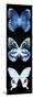 Miss Butterfly X-Ray Black Pano II-Philippe Hugonnard-Mounted Photographic Print