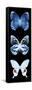 Miss Butterfly X-Ray Black Pano II-Philippe Hugonnard-Framed Stretched Canvas