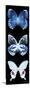 Miss Butterfly X-Ray Black Pano II-Philippe Hugonnard-Stretched Canvas