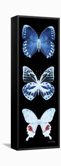 Miss Butterfly X-Ray Black Pano II-Philippe Hugonnard-Framed Stretched Canvas