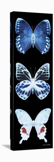 Miss Butterfly X-Ray Black Pano II-Philippe Hugonnard-Stretched Canvas