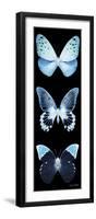 Miss Butterfly X-Ray Black Pano-Philippe Hugonnard-Framed Photographic Print