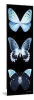 Miss Butterfly X-Ray Black Pano-Philippe Hugonnard-Mounted Photographic Print