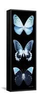 Miss Butterfly X-Ray Black Pano-Philippe Hugonnard-Framed Stretched Canvas