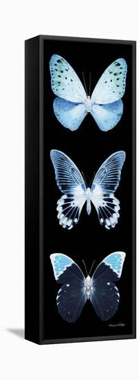 Miss Butterfly X-Ray Black Pano-Philippe Hugonnard-Framed Stretched Canvas