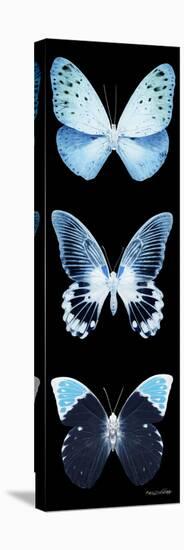 Miss Butterfly X-Ray Black Pano-Philippe Hugonnard-Stretched Canvas