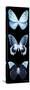 Miss Butterfly X-Ray Black Pano-Philippe Hugonnard-Stretched Canvas