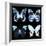 Miss Butterfly X-Ray Black Square II-Philippe Hugonnard-Framed Photographic Print