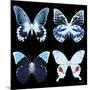 Miss Butterfly X-Ray Black Square II-Philippe Hugonnard-Mounted Photographic Print