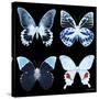 Miss Butterfly X-Ray Black Square II-Philippe Hugonnard-Stretched Canvas