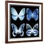 Miss Butterfly X-Ray Black Square-Philippe Hugonnard-Framed Photographic Print