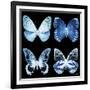 Miss Butterfly X-Ray Black Square-Philippe Hugonnard-Framed Photographic Print