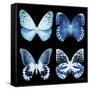 Miss Butterfly X-Ray Black Square-Philippe Hugonnard-Framed Stretched Canvas