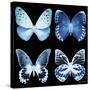 Miss Butterfly X-Ray Black Square-Philippe Hugonnard-Stretched Canvas