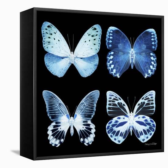 Miss Butterfly X-Ray Black Square-Philippe Hugonnard-Framed Stretched Canvas