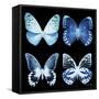 Miss Butterfly X-Ray Black Square-Philippe Hugonnard-Framed Stretched Canvas