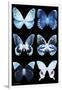 Miss Butterfly X-Ray Black-Philippe Hugonnard-Framed Photographic Print