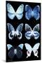 Miss Butterfly X-Ray Black-Philippe Hugonnard-Mounted Premium Photographic Print