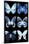 Miss Butterfly X-Ray Black-Philippe Hugonnard-Mounted Photographic Print